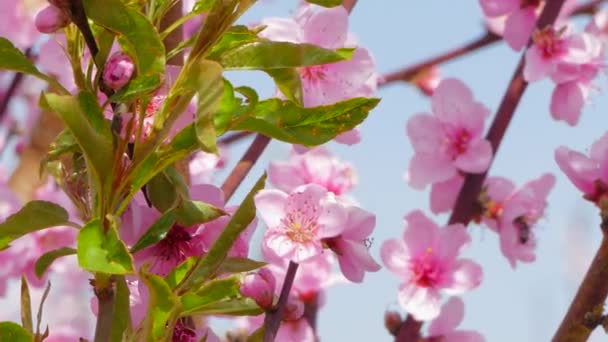 Takjes van een boom met bloemen en jonge bladeren. — Stockvideo