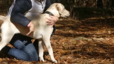 Köpek bir sopa atmak.