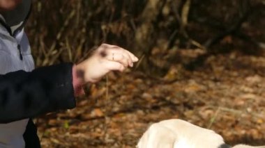 El besleme tutar ve köpeğe yemek değil