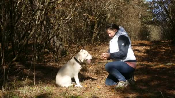 Femme nourrit chien avec les mains — Video