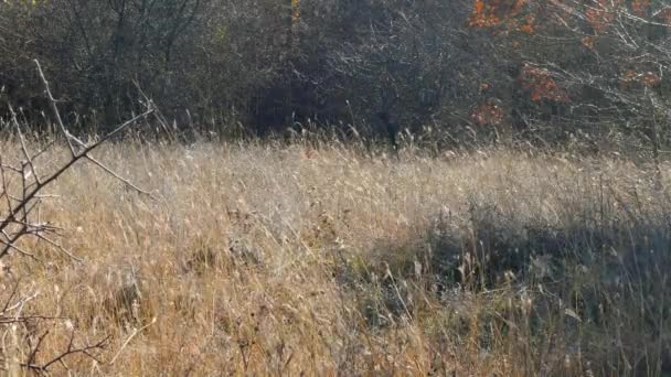 De hond springt op het gras loopt na de stick. — Stockvideo