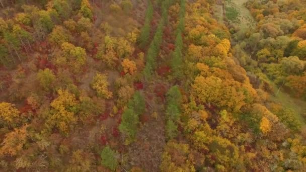 Att flytta bort från hösten skogen kameran — Stockvideo