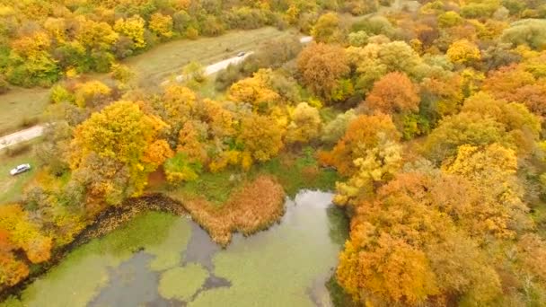 飞越秋天的森林 — 图库视频影像