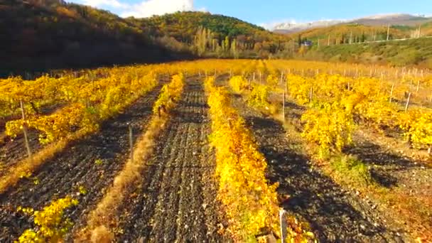 Rijen van vergeelde wijnstokken, in de herfst. — Stockvideo