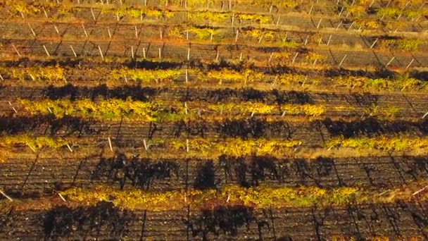 Flight over the golden grape field — Stock Video