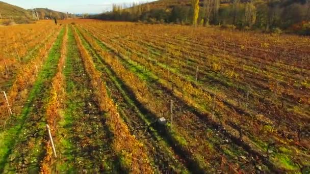Ландшафт виноградников далек, ряды виноградников покрыты желтыми листьями . — стоковое видео