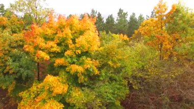 Altın sarı ağaçlar sonbahar ormanın içinde. kuş bakışı ile fotoğraf makinesi.