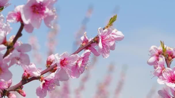 Snítky Kvetoucí strom proti obloze. — Stock video