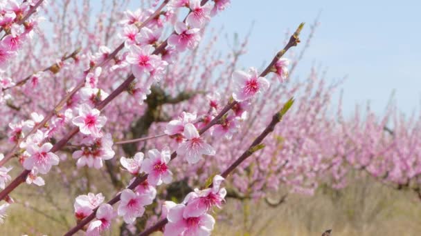 Ramoscelli di un albero con fiori in fiore . — Video Stock