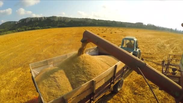 La cosechadora vierte el grano recogido en el cuerpo — Vídeos de Stock