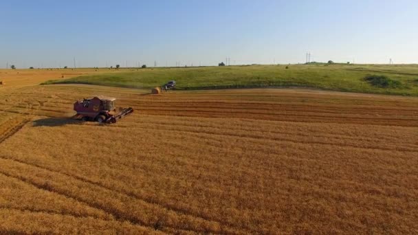 Kırsal birleştirme kesme buğday alanı — Stok video