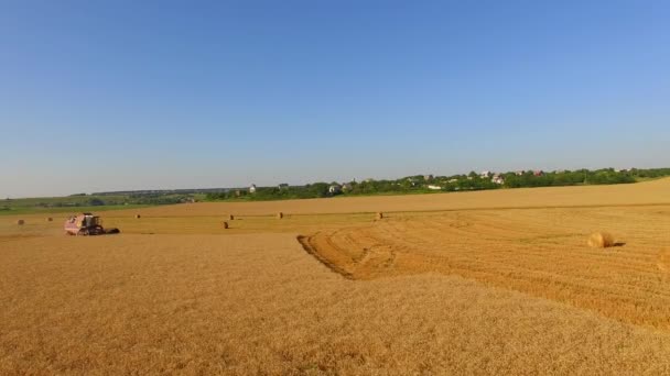 Cosechadora agrícola trabajando en el campo de trigo — Vídeos de Stock