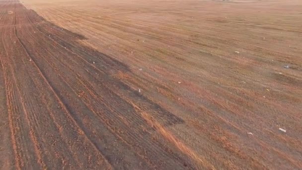 Flygfoto. Fåglar på nyklippt bovete fält — Stockvideo