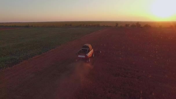 Flygfoto. Skörd kombinera slåtter bovete fältet vid solnedgången — Stockvideo