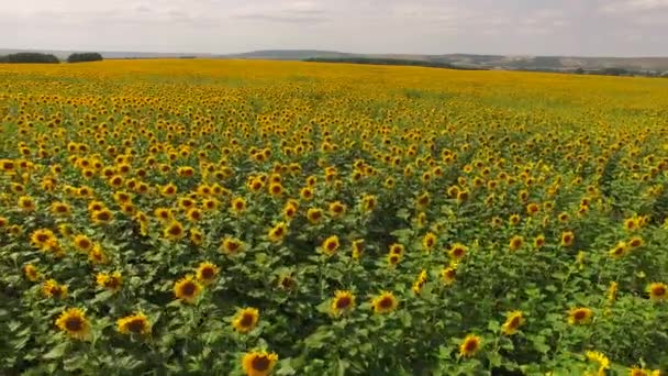 Campo de girasol, disparado con drones — Vídeo de stock