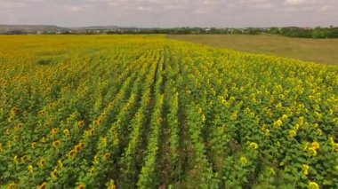 Havadan ayçiçeği tarlası