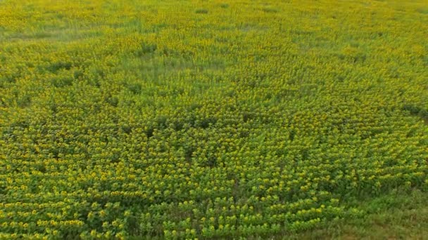 Соняшникове поле з видом на птахи — стокове відео