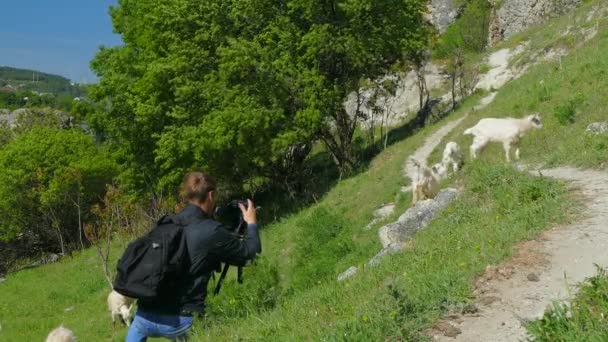 Turist gör bild av vilda getter — Stockvideo