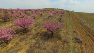 Drone pembe şeftali bahçeleri üzerinde uçar