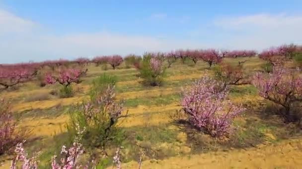 Il drone vola attraverso i giardini di pesche — Video Stock