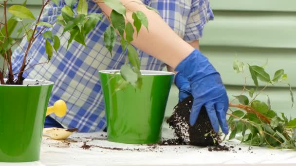 Mujer jardinero en guantes se sienta una flor en una olla — Vídeo de stock