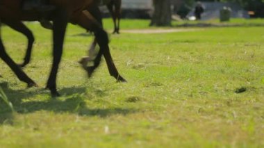 Koşumlu atlar yeşil alanda koşar.