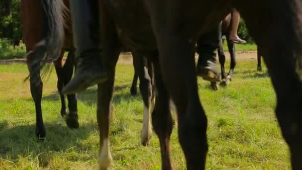 Die Pferde gehen, der Videofilmer zieht sie aus — Stockvideo