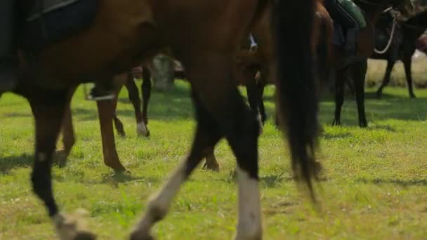 Harnessed Horses prepare for competitions — Stock Video