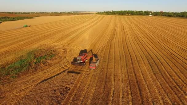 Załadunek plonów na ciężarówkę w terenie Klip Wideo