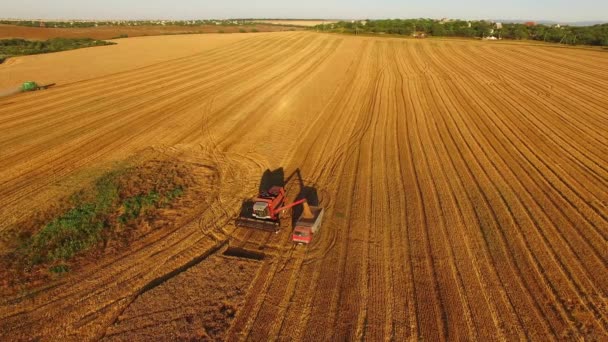 Mietitrice in un campo dorato Video Stock