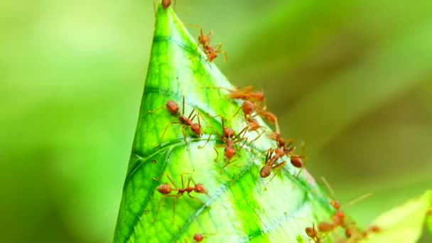 Red Ant Nest Liście Drzewie Naturze — Wideo stockowe