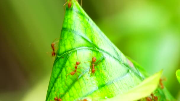 Nid Fourmi Rouge Sur Les Feuilles Arbre Dans Nature — Video