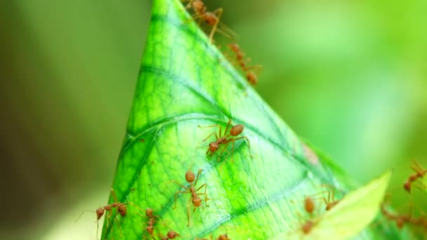 自然の中で木に葉に 赤蟻の巣 — ストック動画
