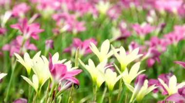4 k güzel zephyranthes grandiflora yağmur lily alanında.