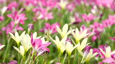 4 k güzel zephyranthes grandiflora yağmur lily alanında.