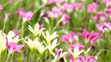 4 k güzel zephyranthes grandiflora yağmur lily alanında.