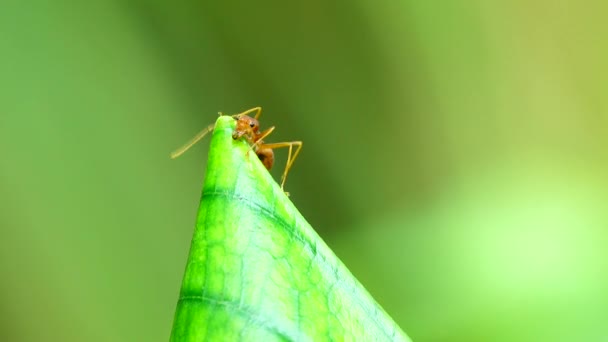 Red Ant Nest Liście Drzewie Naturze — Wideo stockowe