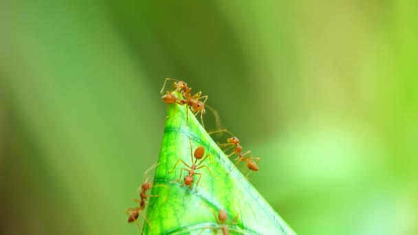 Červený Mravenčí Hnízdo Listí Stromě Přírodě — Stock video