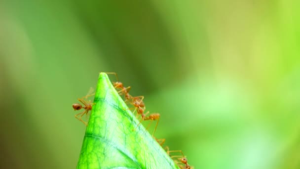 Nido Formica Rossa Foglie Albero Nella Natura — Video Stock