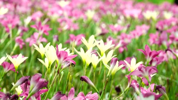 Όμορφη Zephyranthes Grandiflora Βροχή Κρίνος Στο Πεδίο — Αρχείο Βίντεο