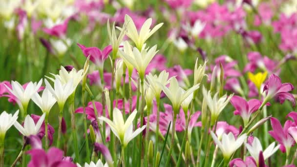 4 k gyönyörű multi színes lotus lilly természet háttér