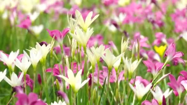 Hermosa Lirio Lluvia Zephyranthes Grandiflora Campo — Vídeos de Stock