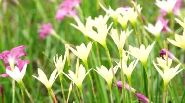 4 k güzel zephyranthes grandiflora yağmur lily alanında.
