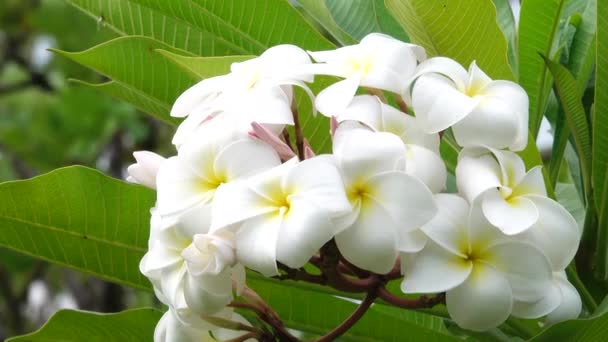 Όμορφη Plumeria Σχετικά Δέντρο Στον Κήπο — Αρχείο Βίντεο