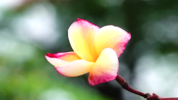 Belle Plumeria Sur Arbre Dans Jardin — Video