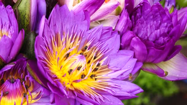 Beautiful Multi Kleur Lotus Lilly Natuur Achtergrond — Stockvideo