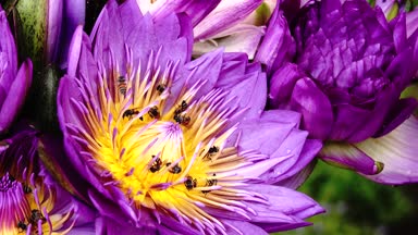 4 k güzel multi renk lotus lilly doğa arka plan