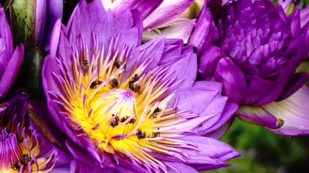 Hermoso Fondo Naturaleza Lirio Loto Multicolor — Vídeos de Stock