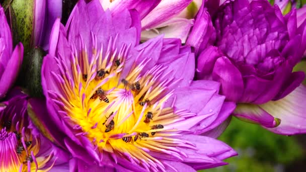 Vackra Multi Färg Lotus Lilly Natur Bakgrund — Stockvideo