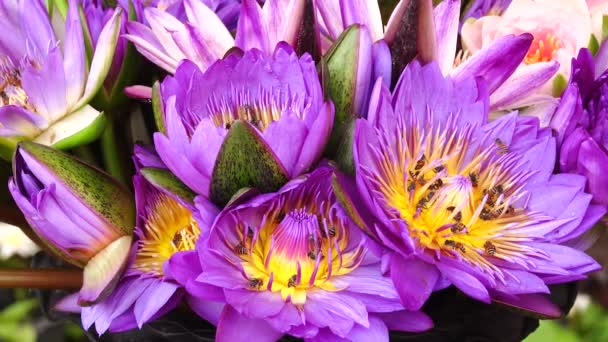 Güzel Multi Renk Lotus Lilly Doğa Arka Plan — Stok video